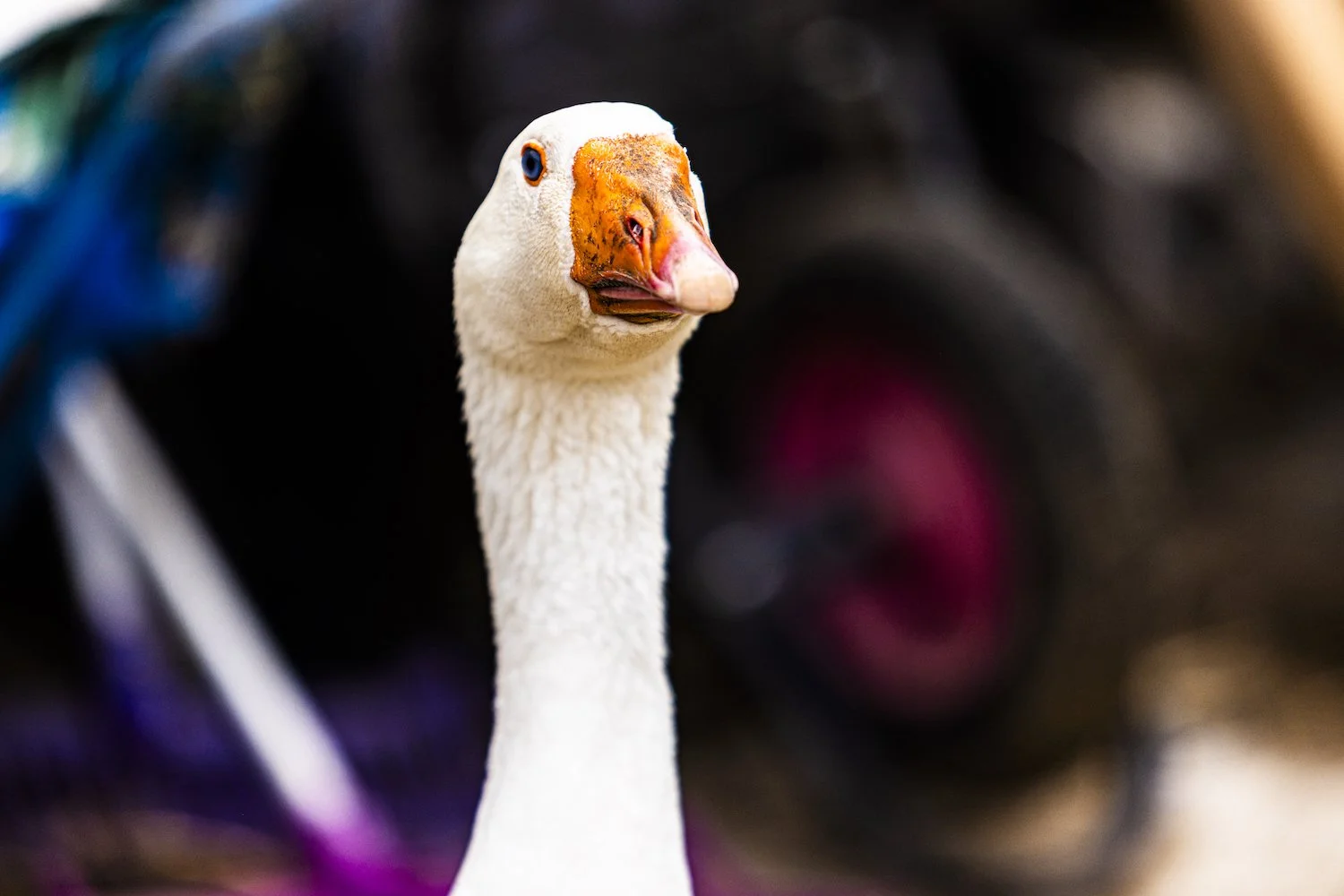 Geese-10.jpeg
