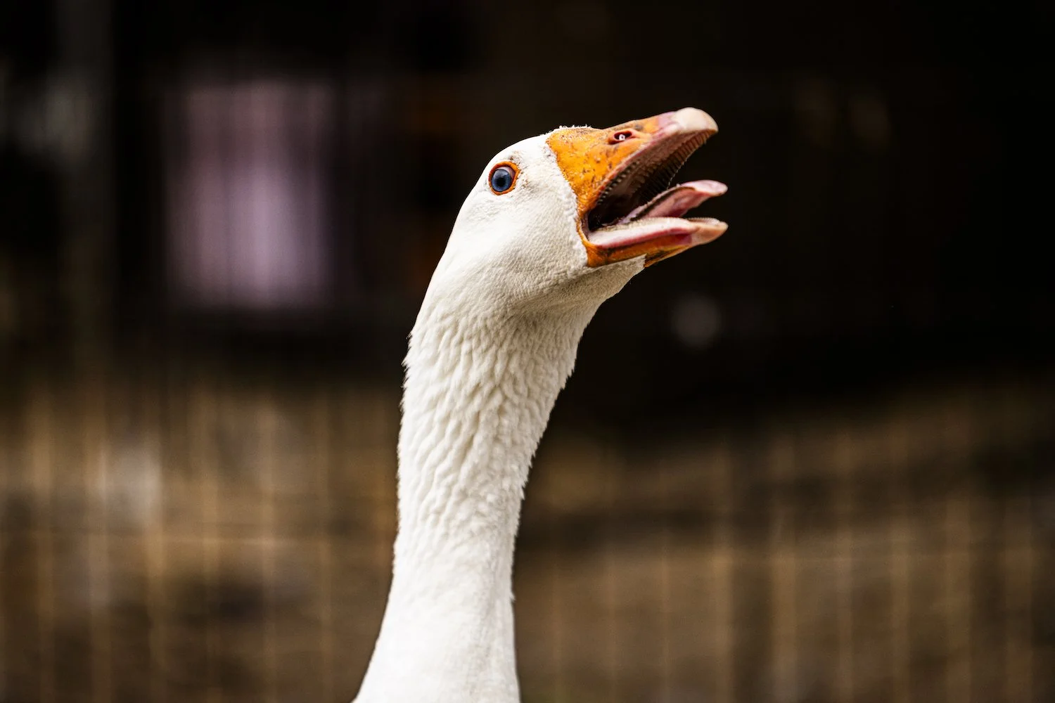 Geese-11.jpeg