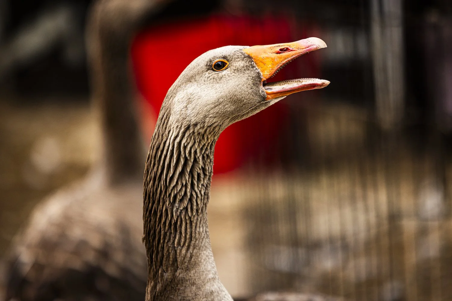 Geese-12.jpeg