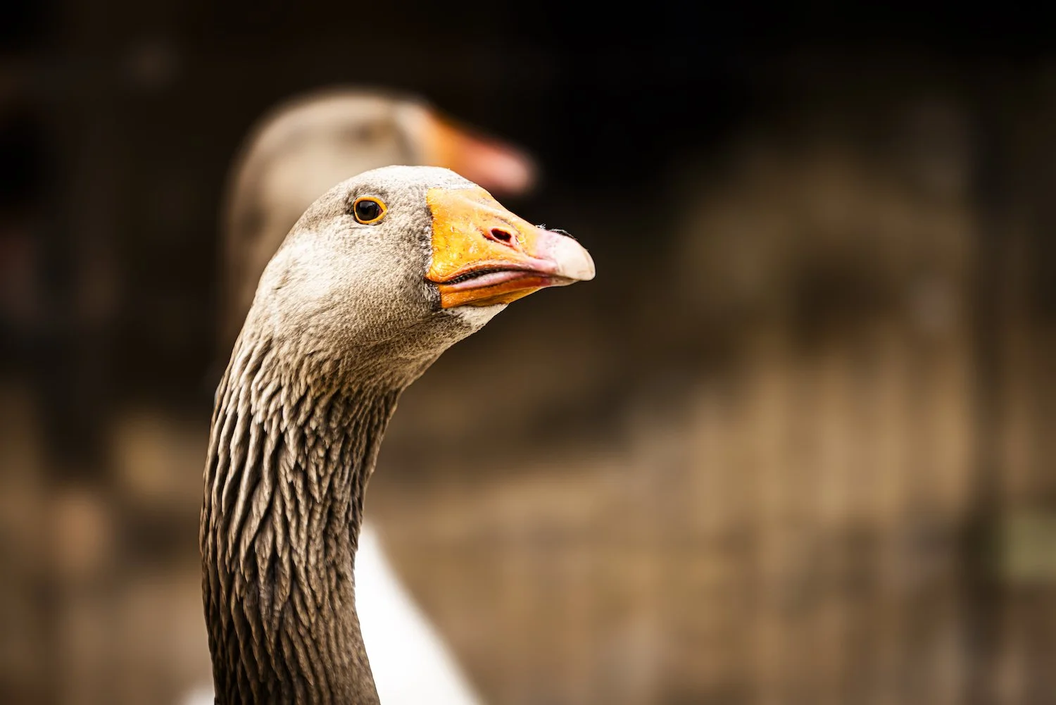 Geese-14.jpeg
