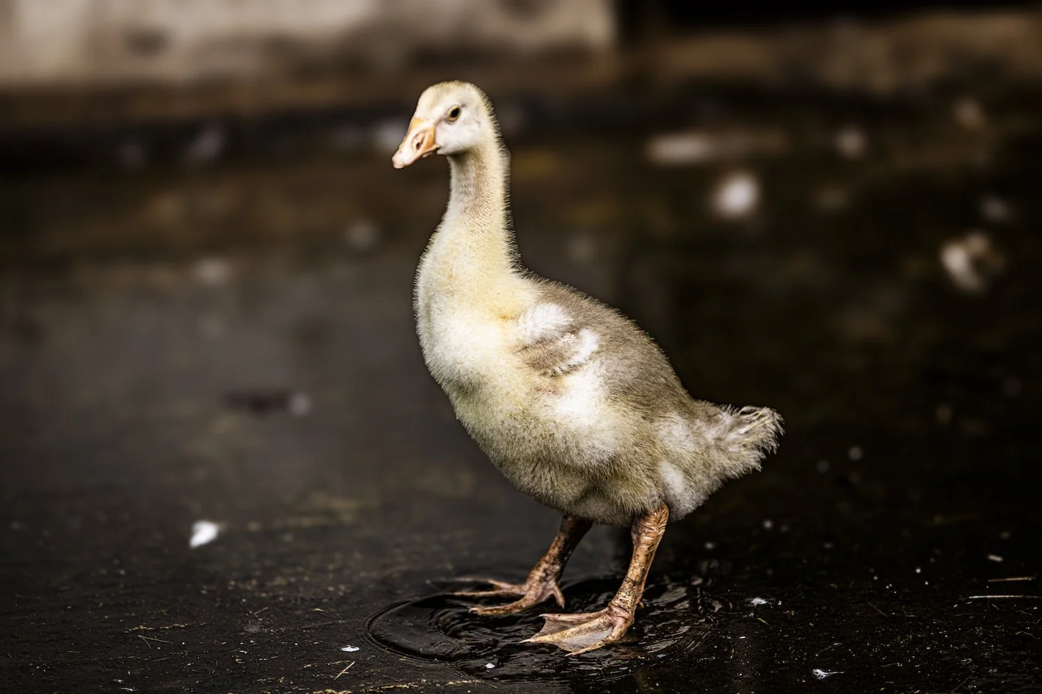 Geese-15.jpeg