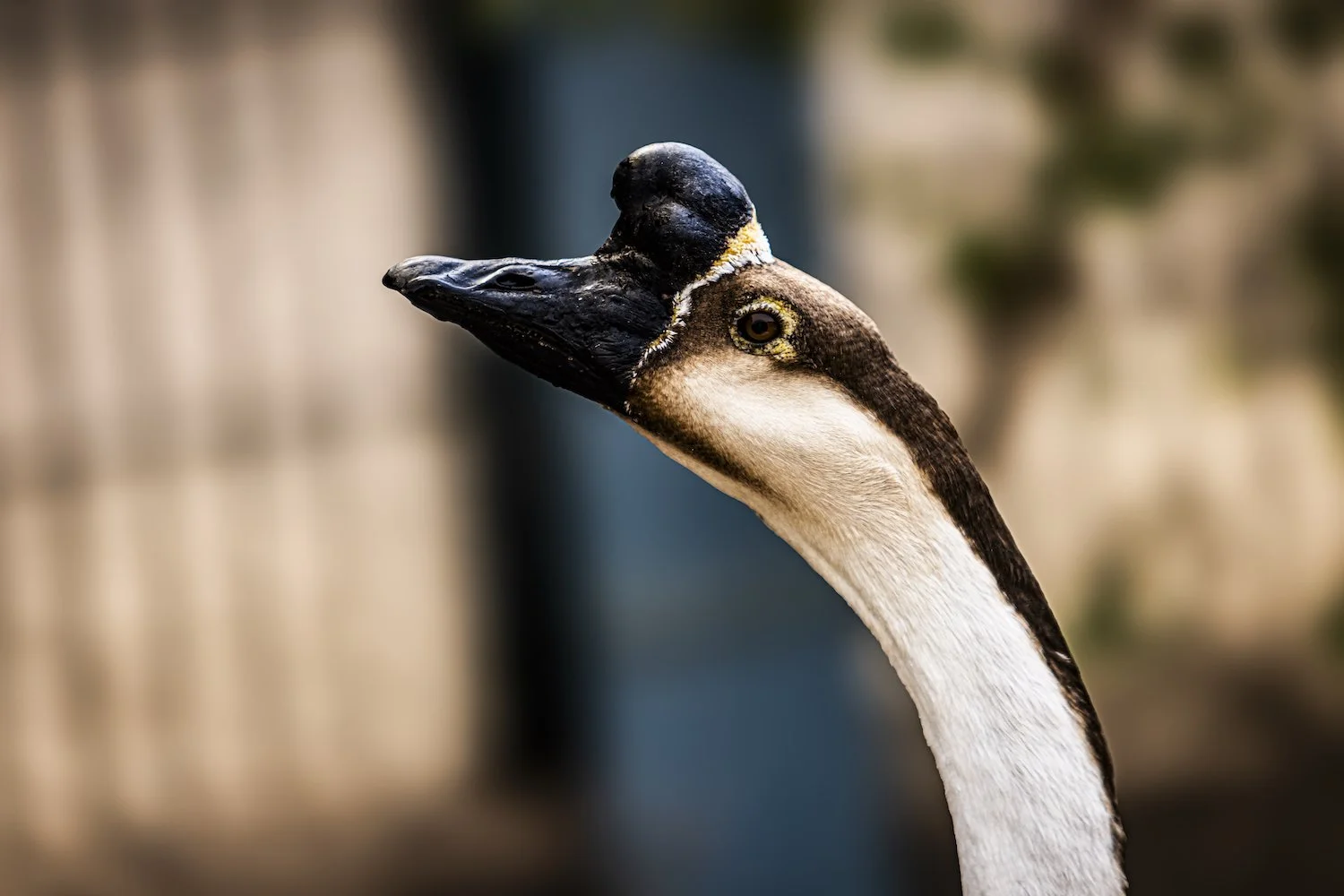 Geese-19.jpeg