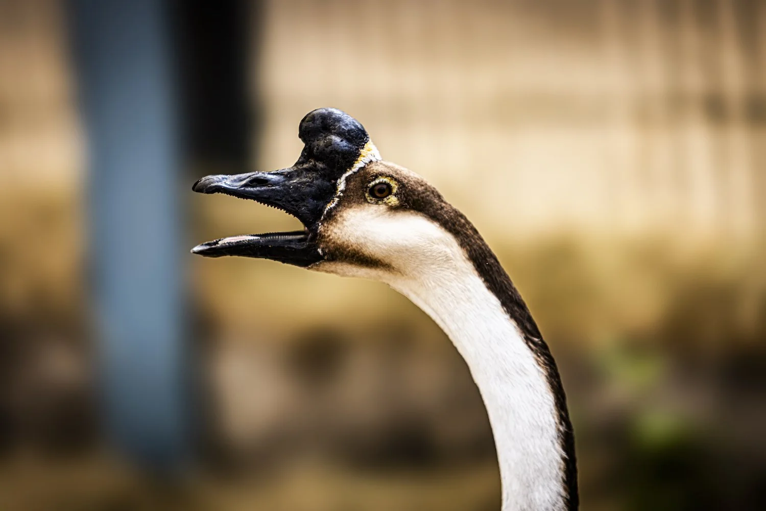 Geese-21.jpeg
