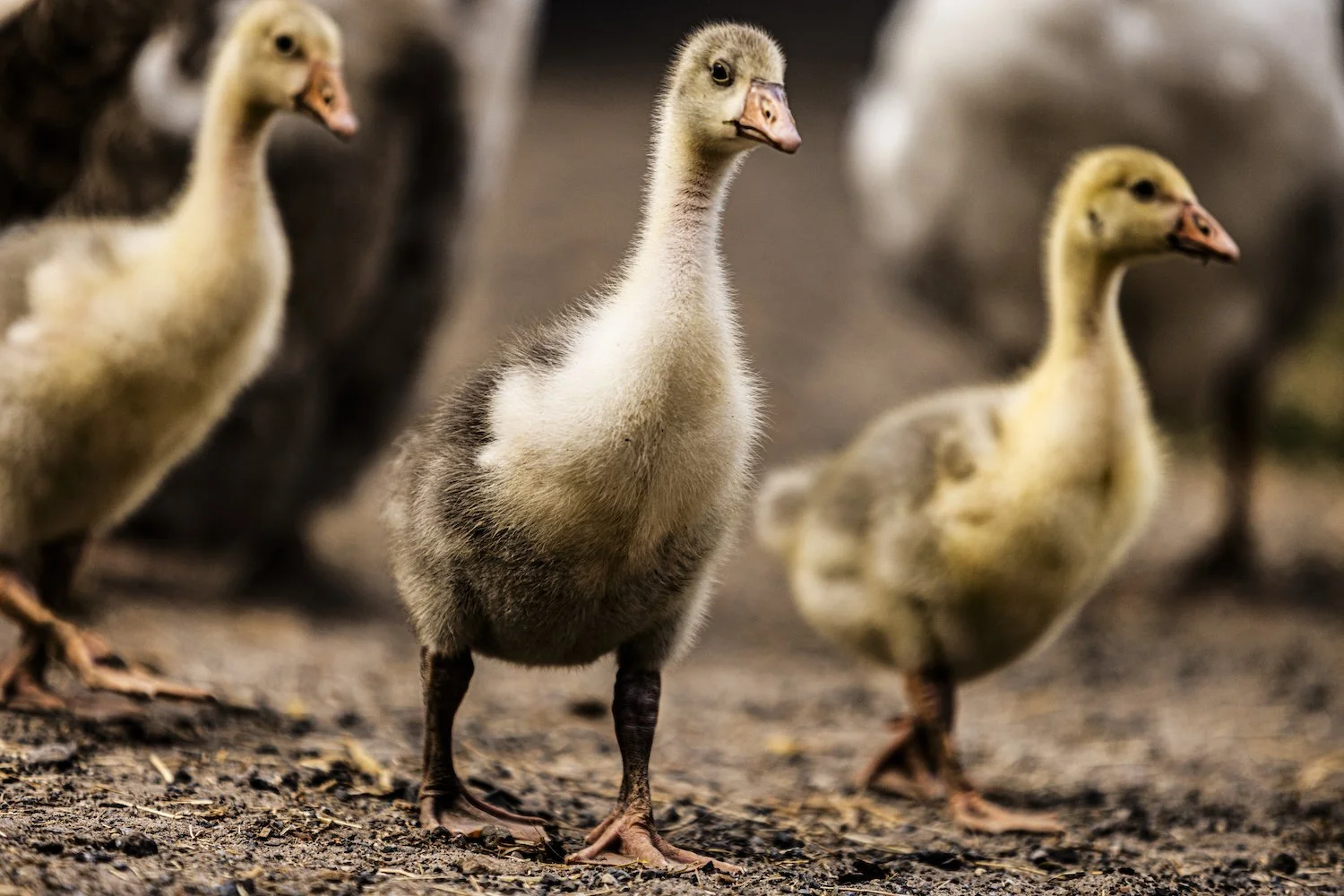 Geese-24.jpeg