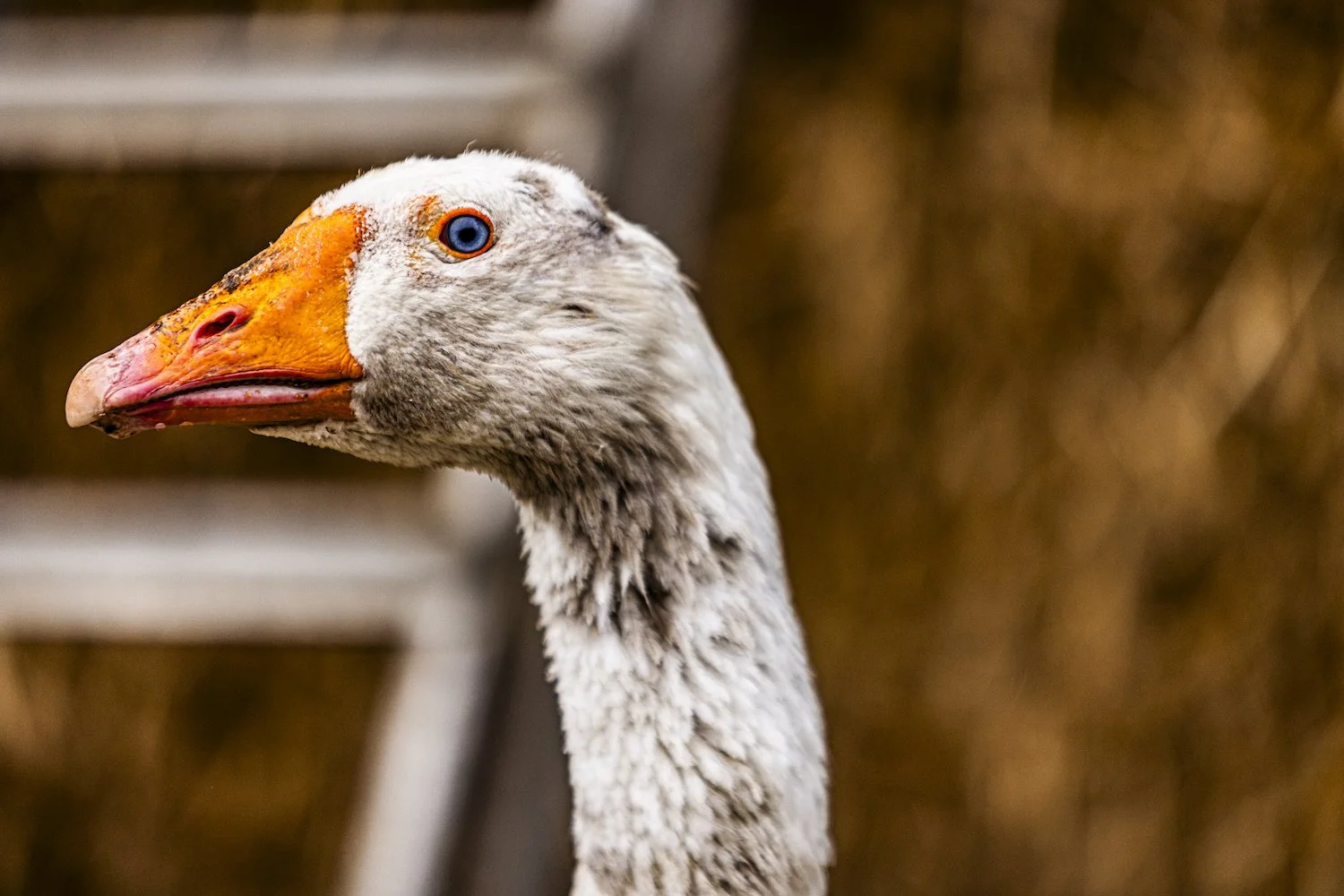 Geese-27.jpeg