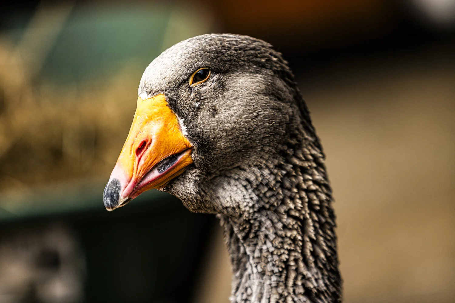 Geese-28.jpeg