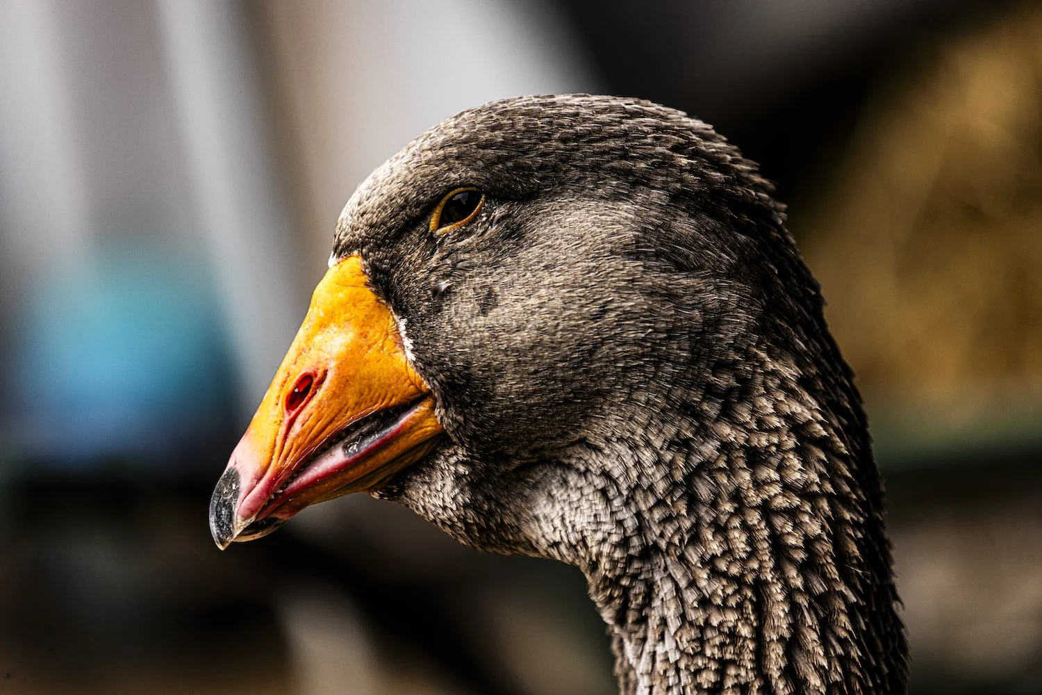 Geese-29.jpeg