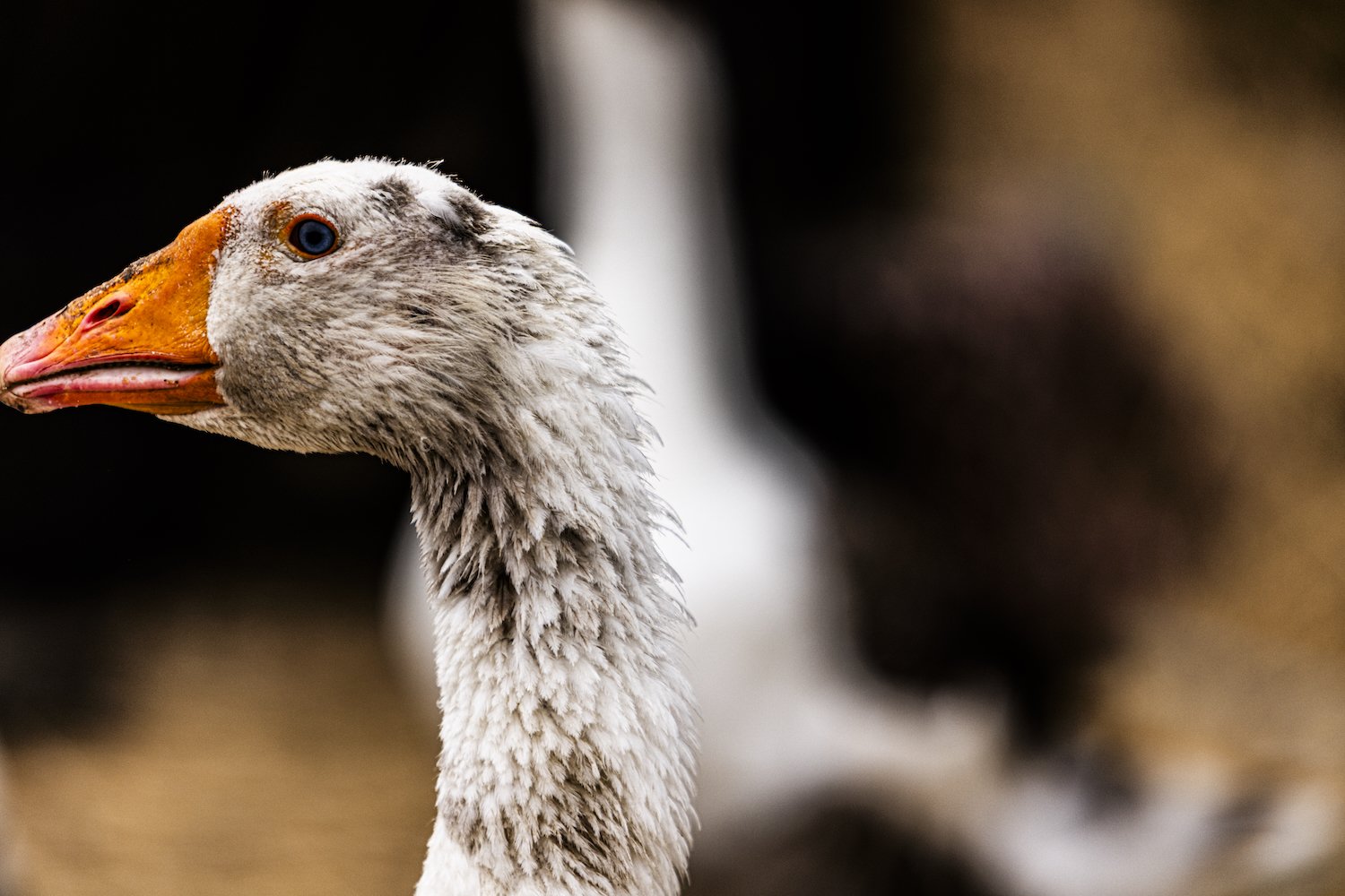Geese-23.jpeg
