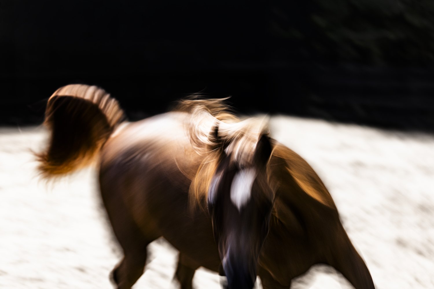 TucanaArabian_31.jpeg