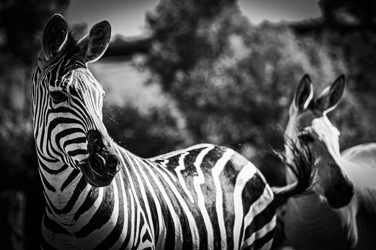 Zebra-2.jpeg