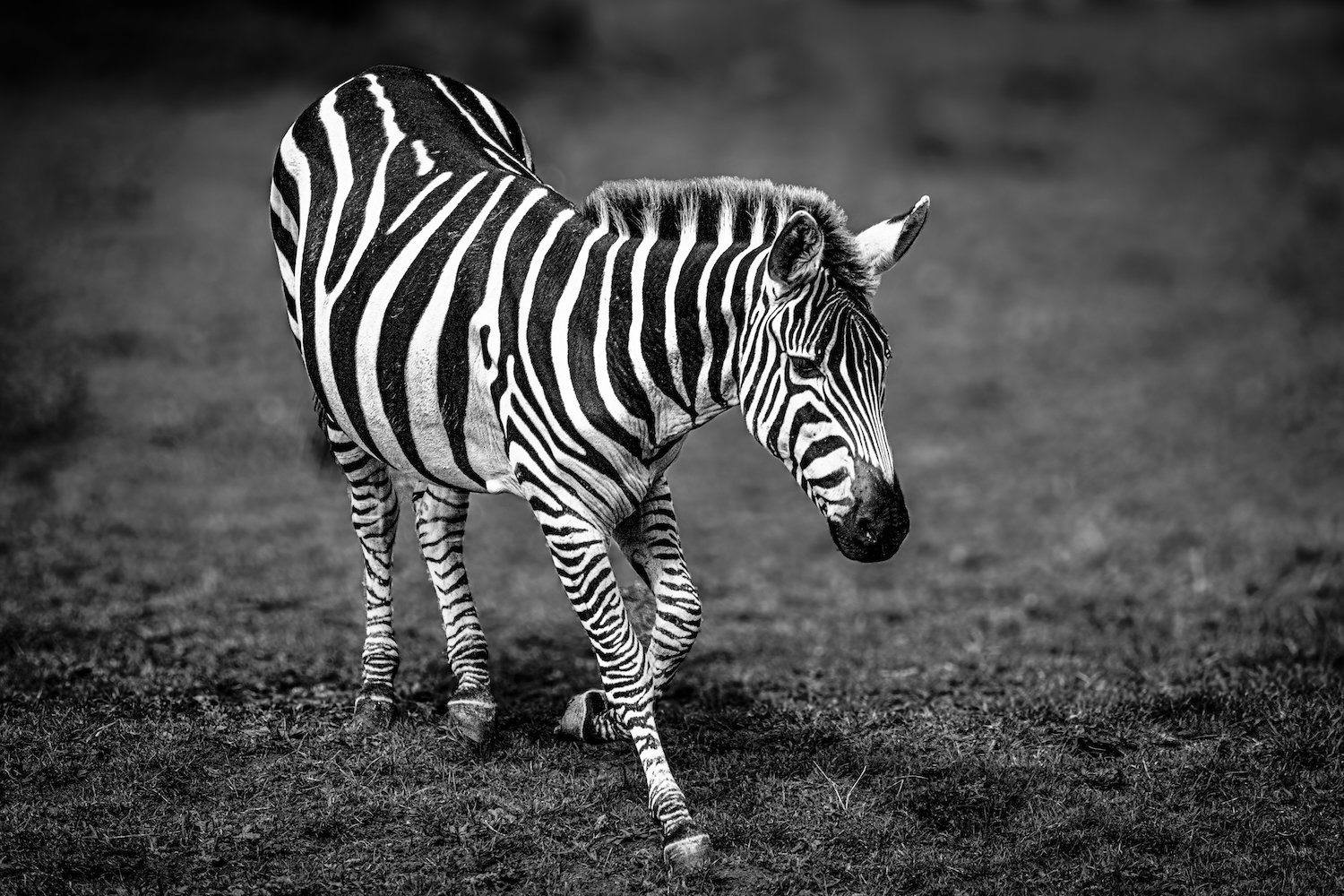 Zebra-1.jpeg