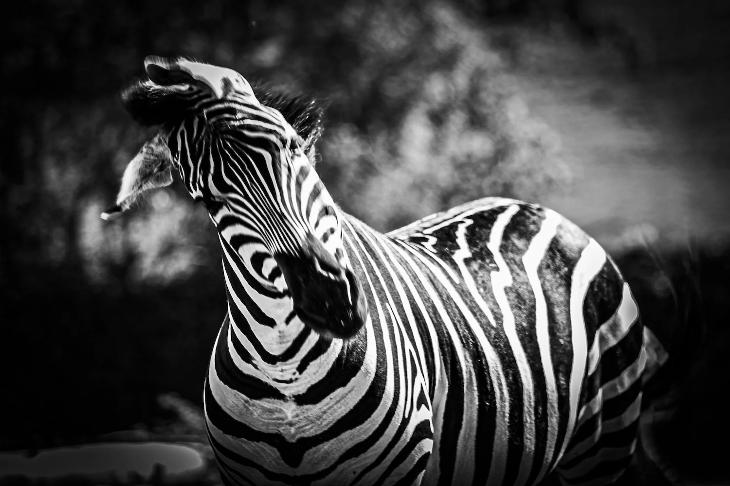 Zebra-3.jpeg