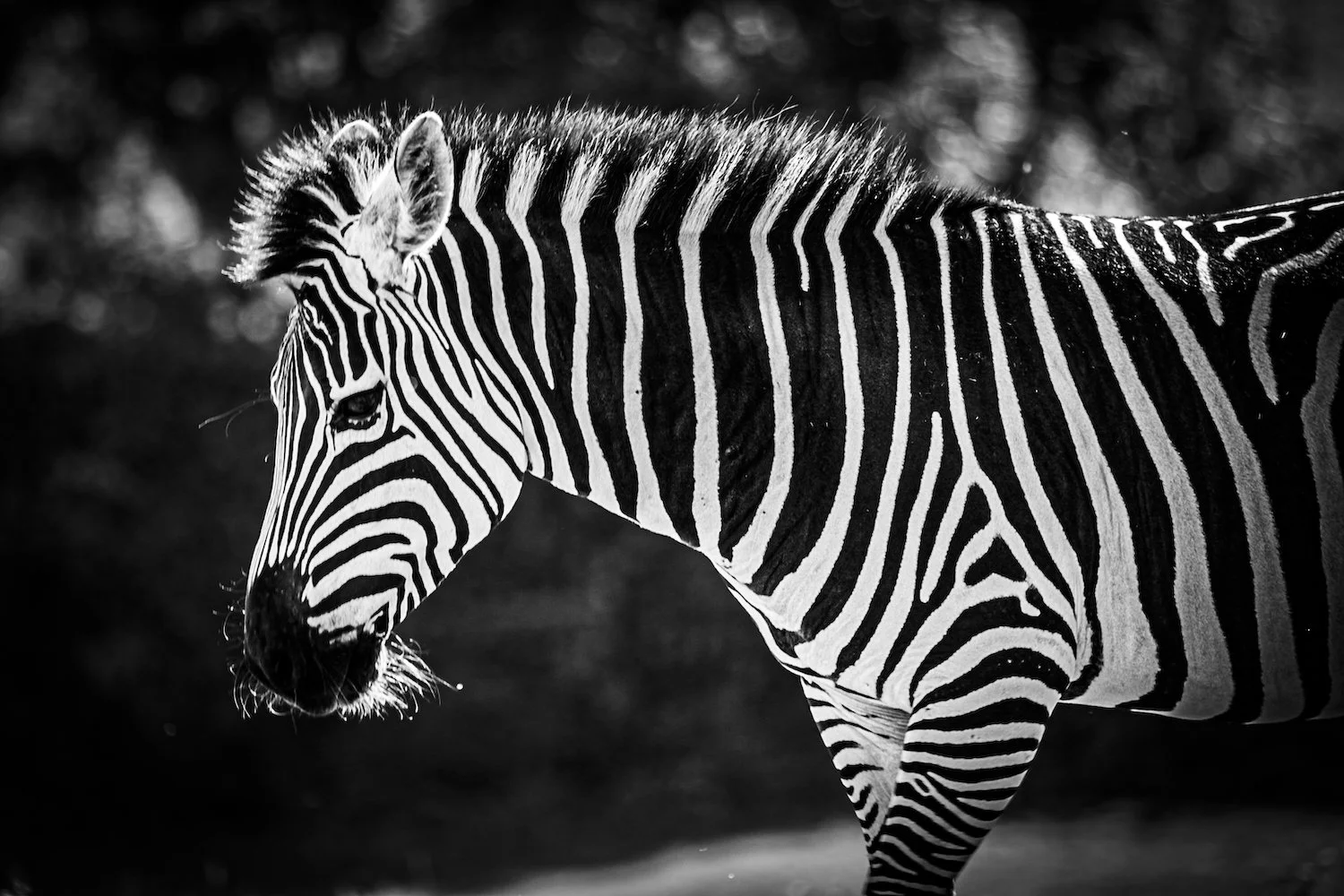 Zebra-4.jpeg