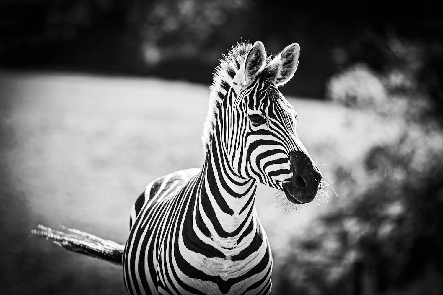 Zebra-7.jpeg