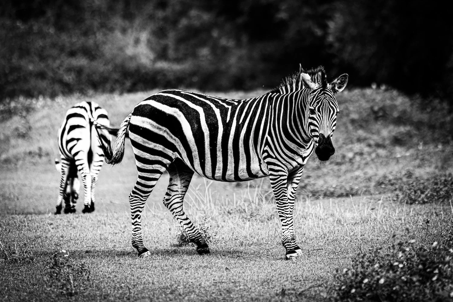 Zebra-14.jpeg
