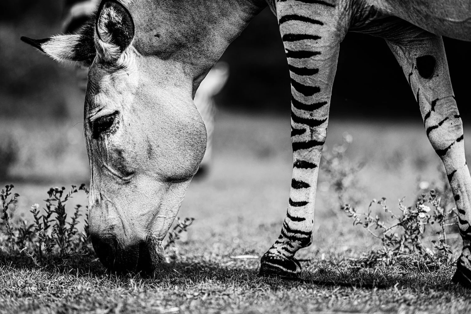 Zebra-17.jpeg