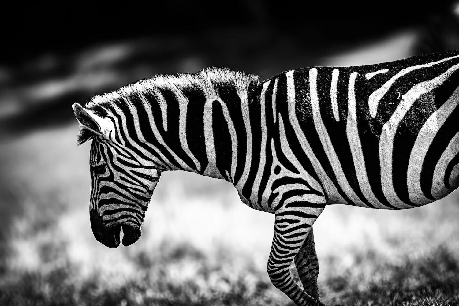 Zebra-27.jpeg