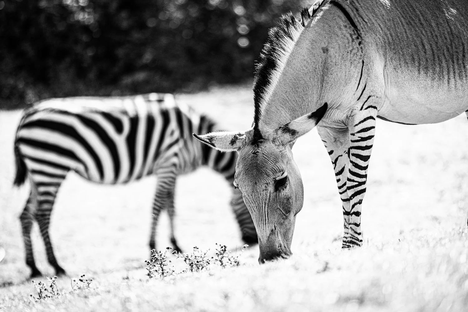 Zebra-28.jpeg