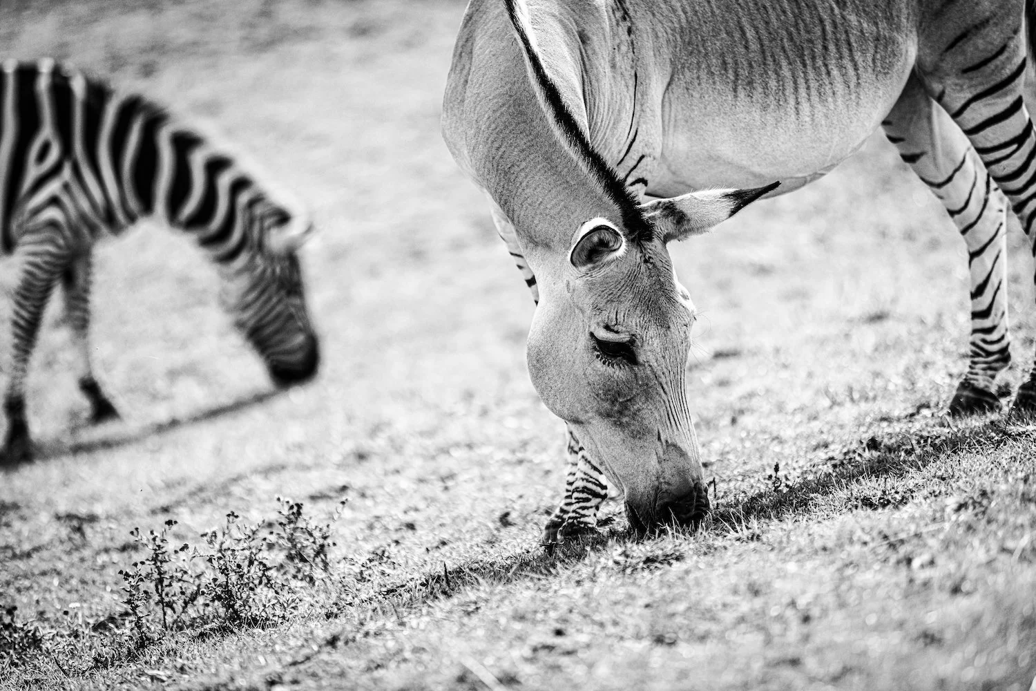 Zebra-29.jpeg