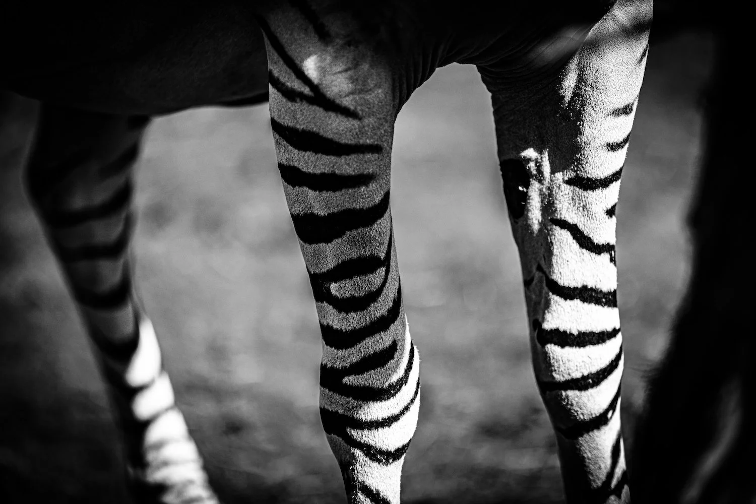 Zebra-31.jpeg