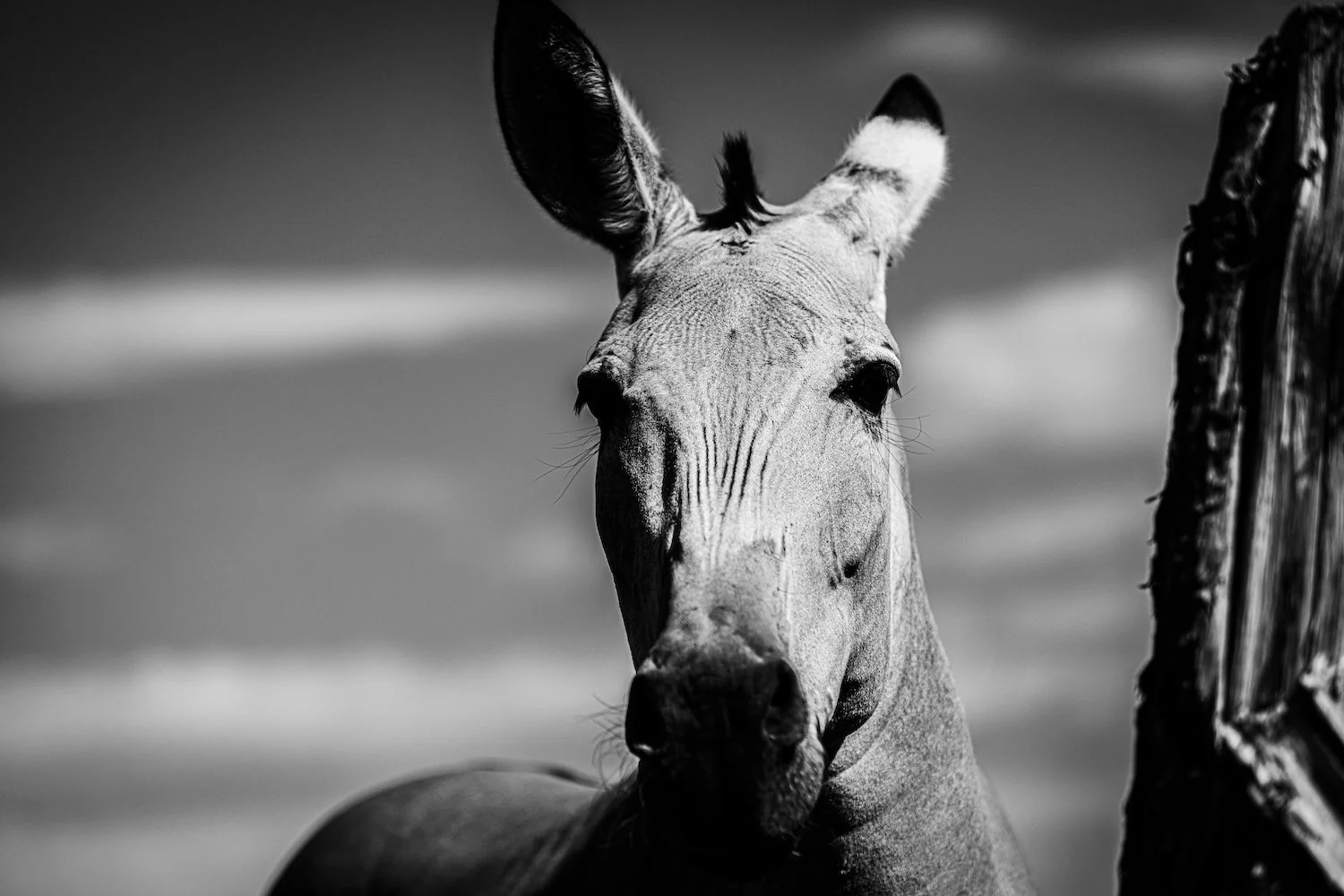 Zebra-34.jpeg