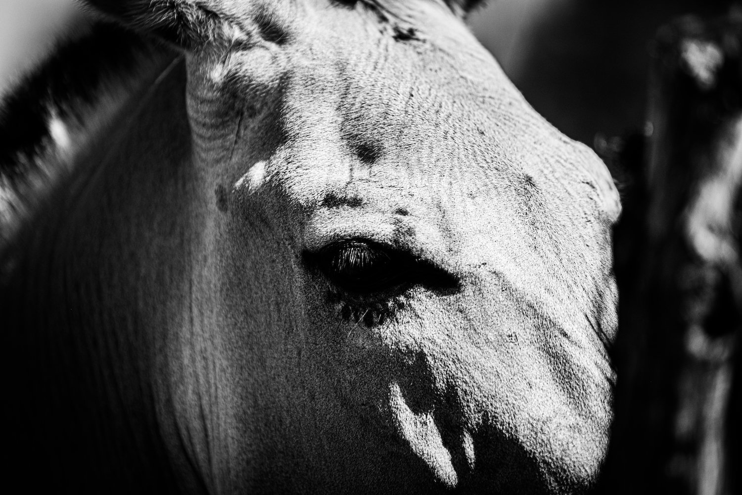Zebra-35.jpeg
