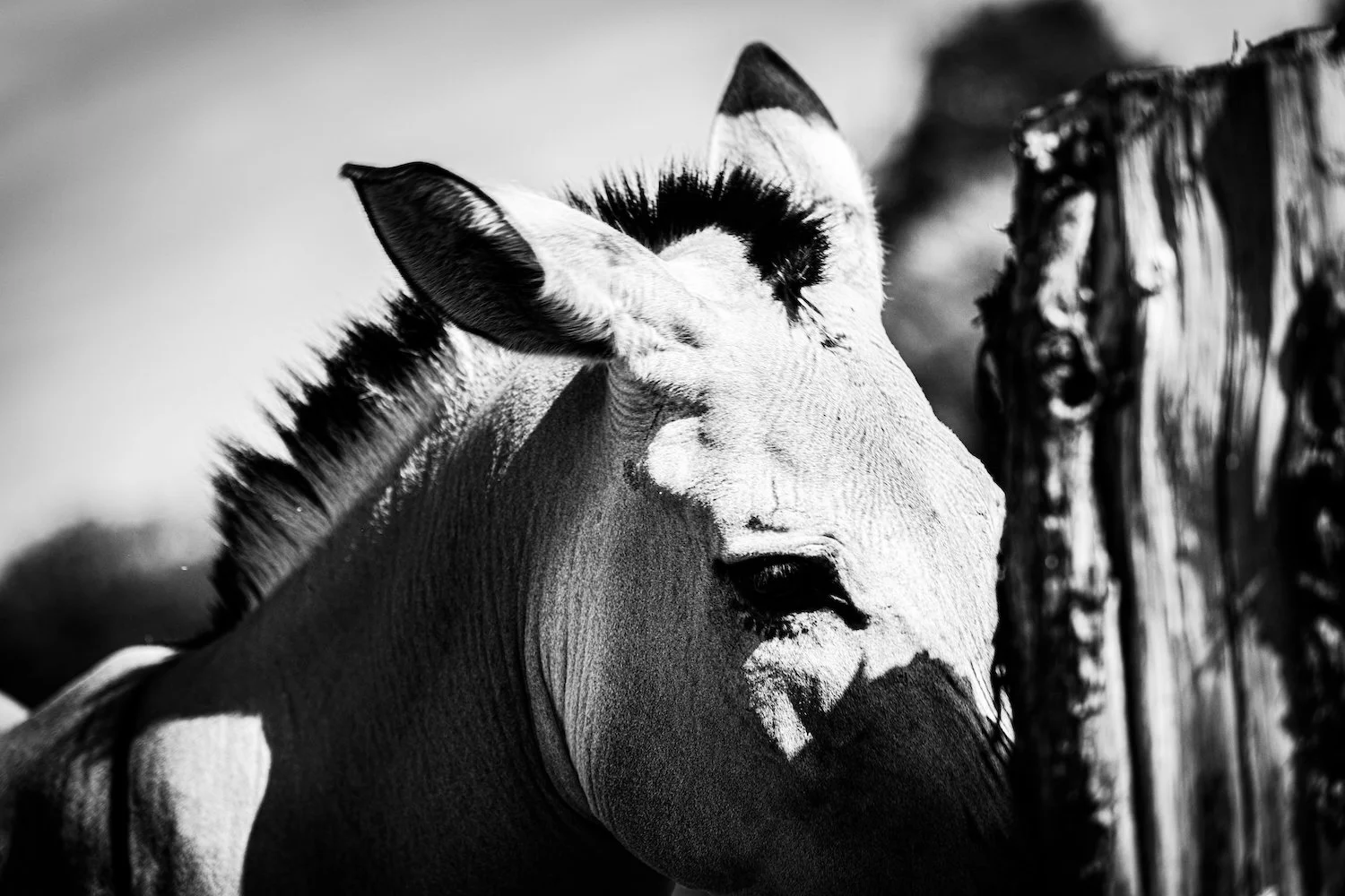 Zebra-38.jpeg