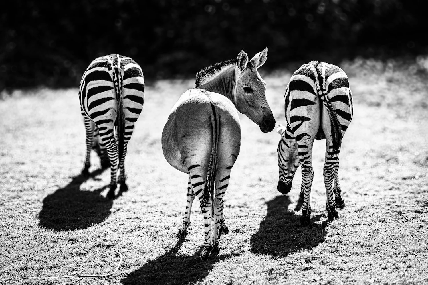 Zebra-42.jpeg