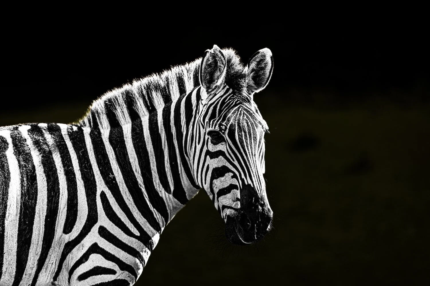 Zebra-47.jpeg