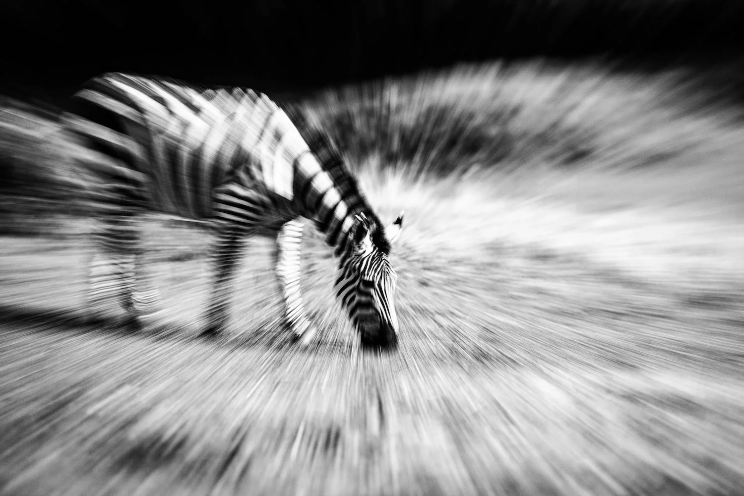 Zebra-56.jpeg