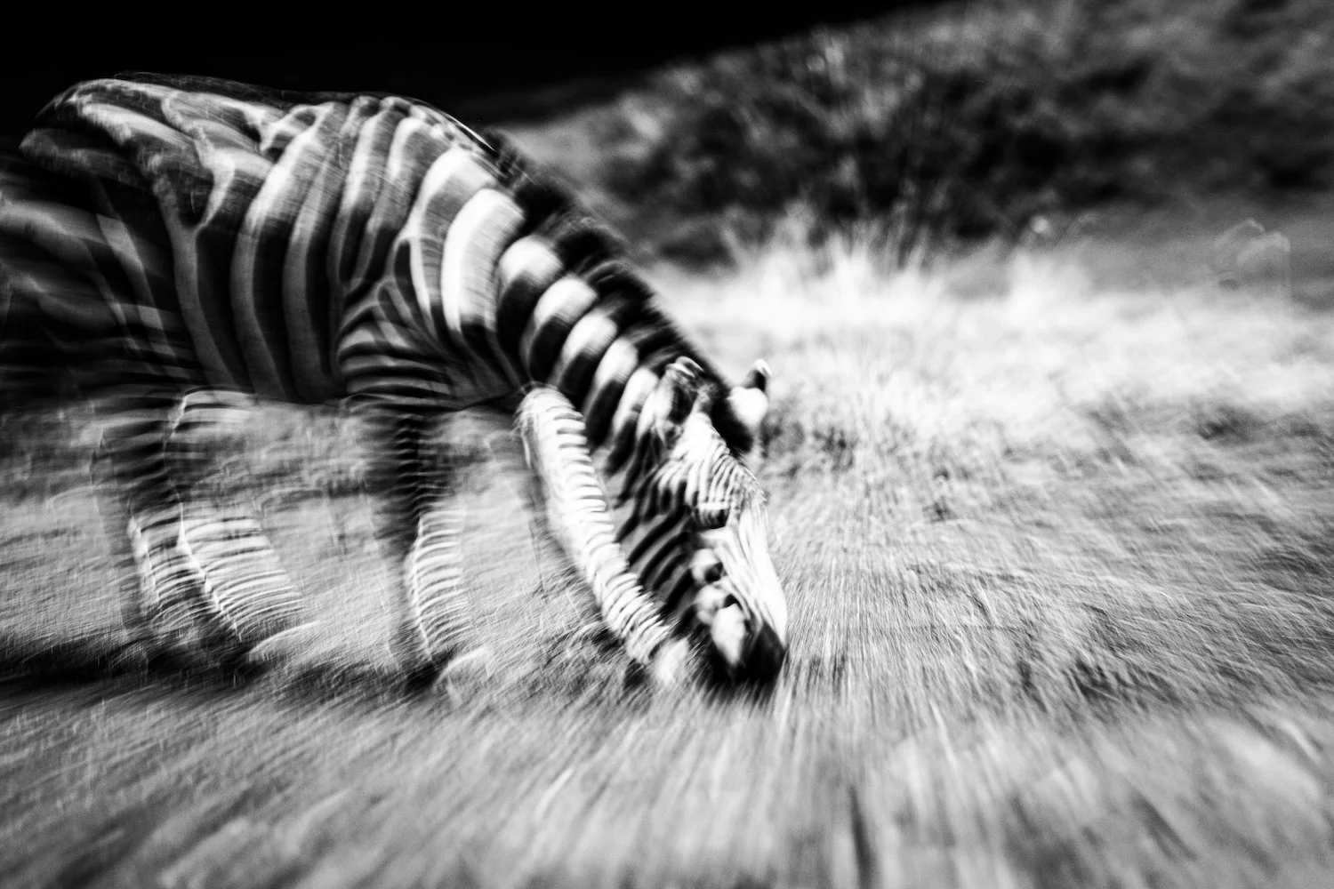 Zebra-58.jpeg