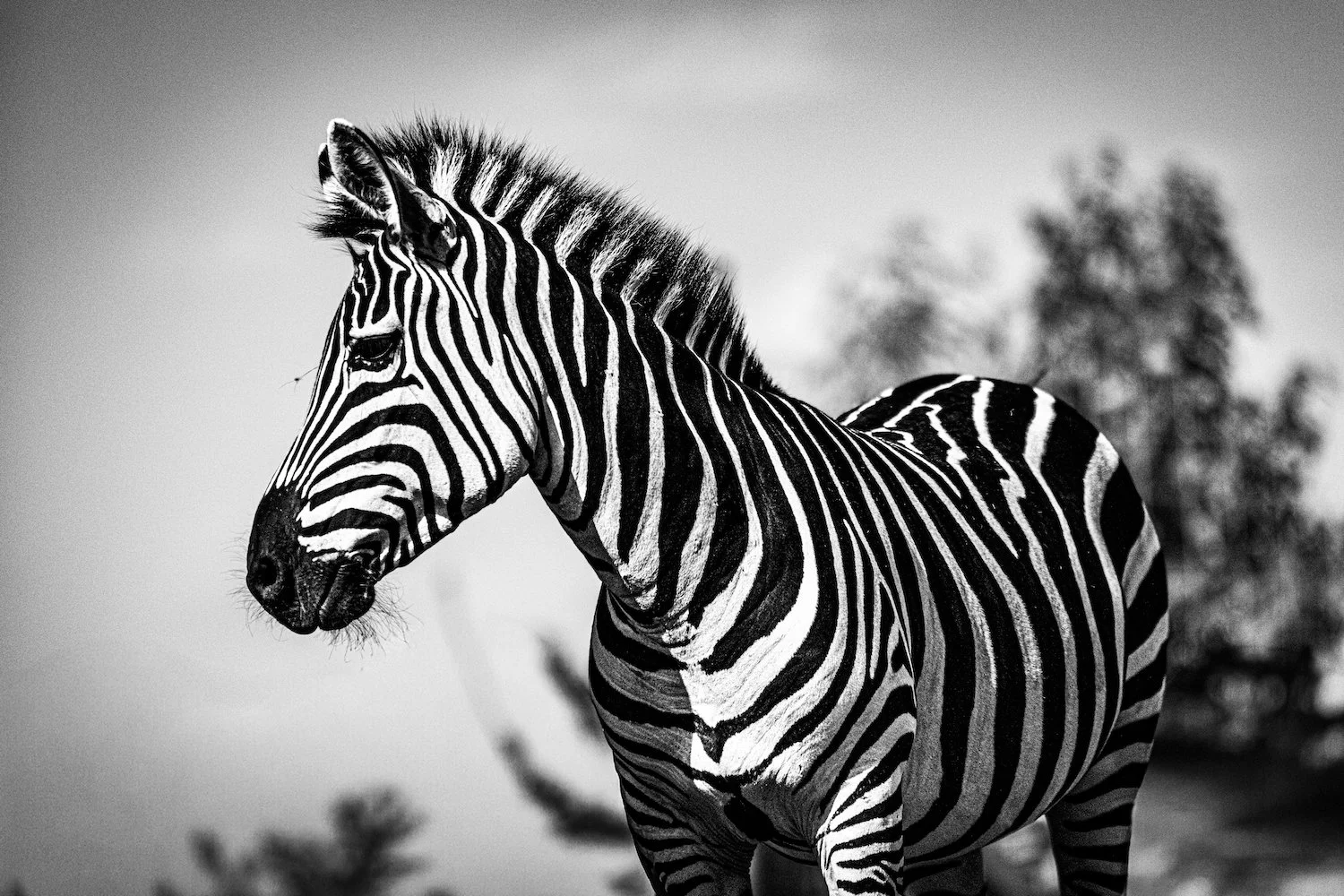 Zebra-60.jpeg