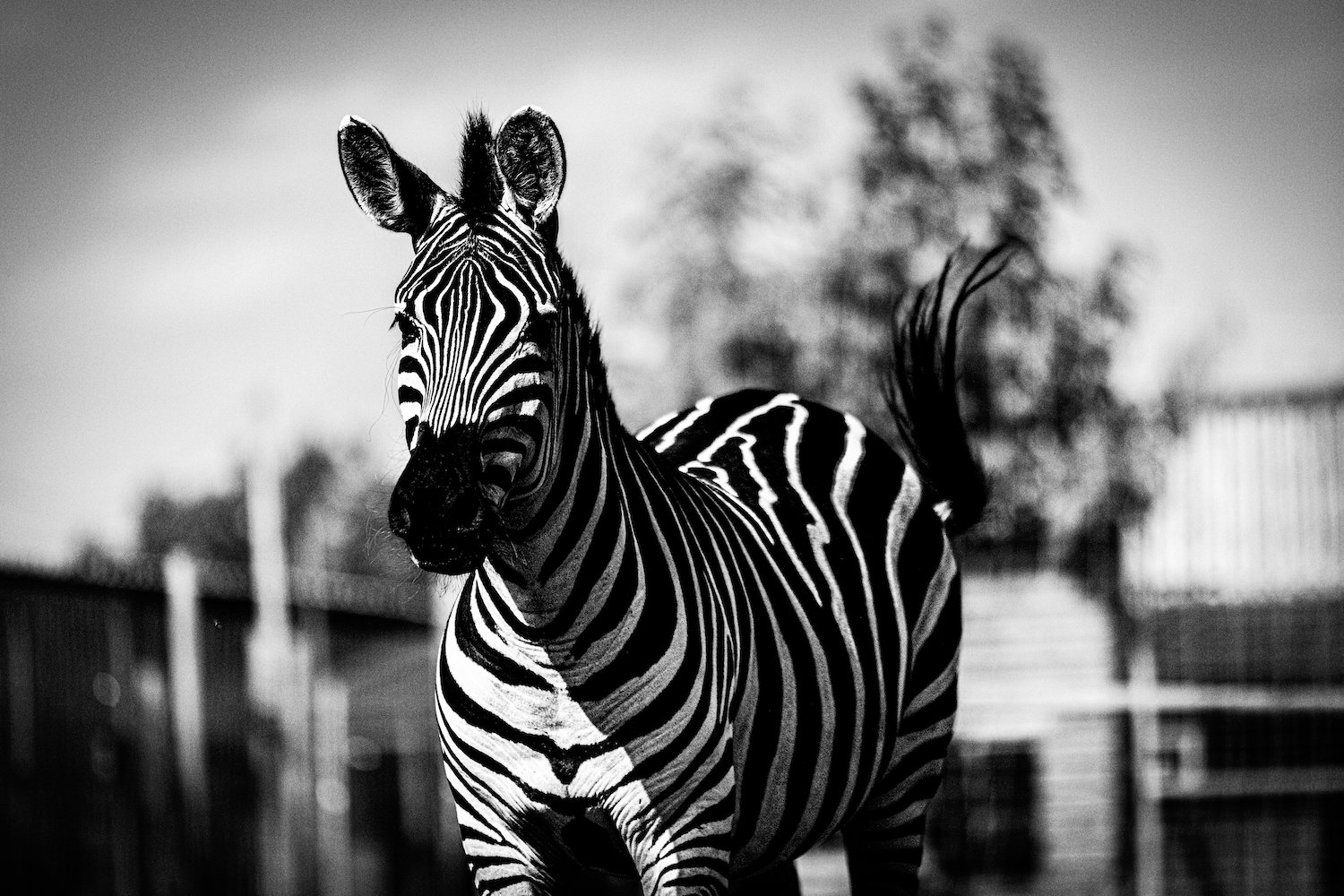 Zebra-61.jpeg