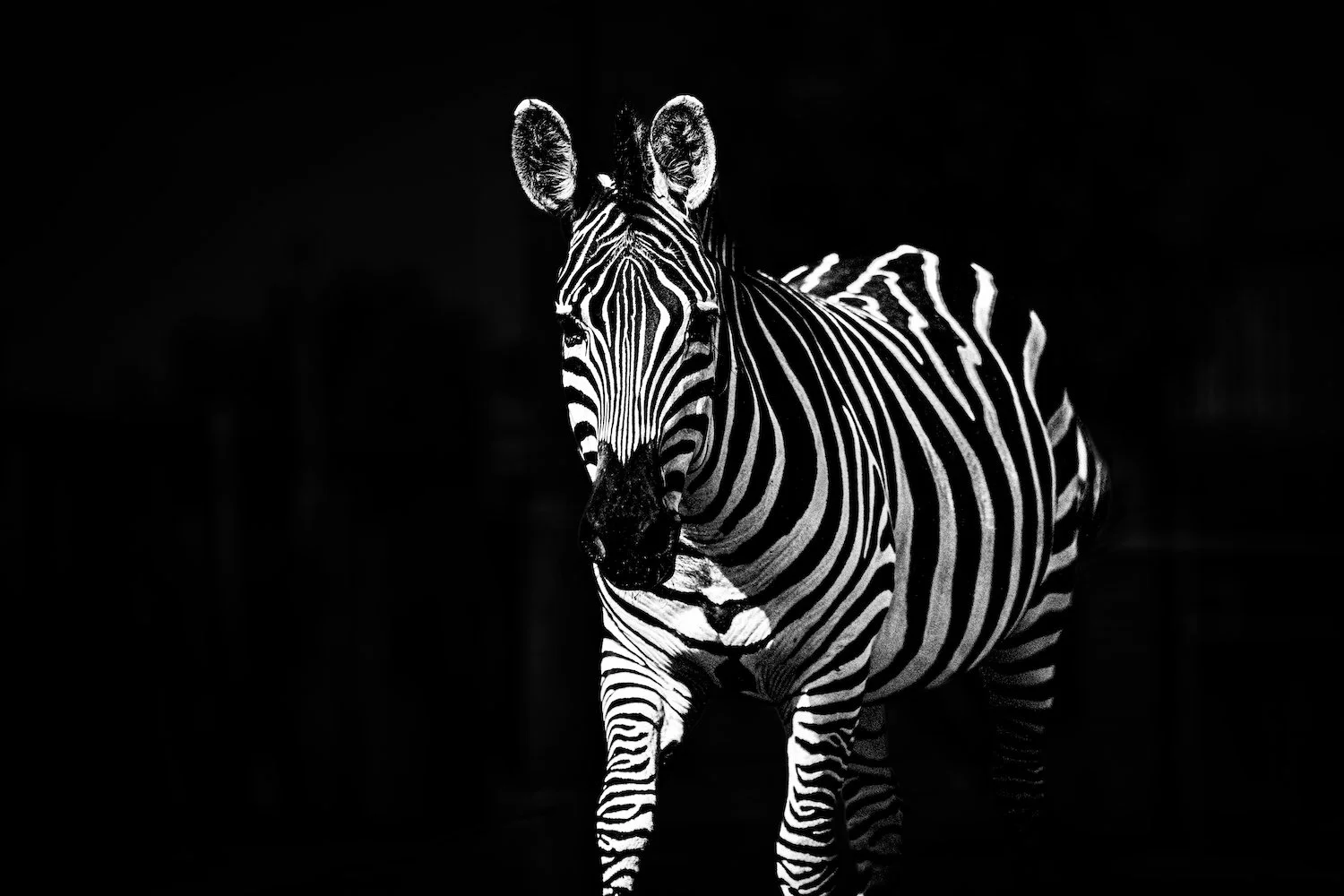 Zebra-62.jpeg