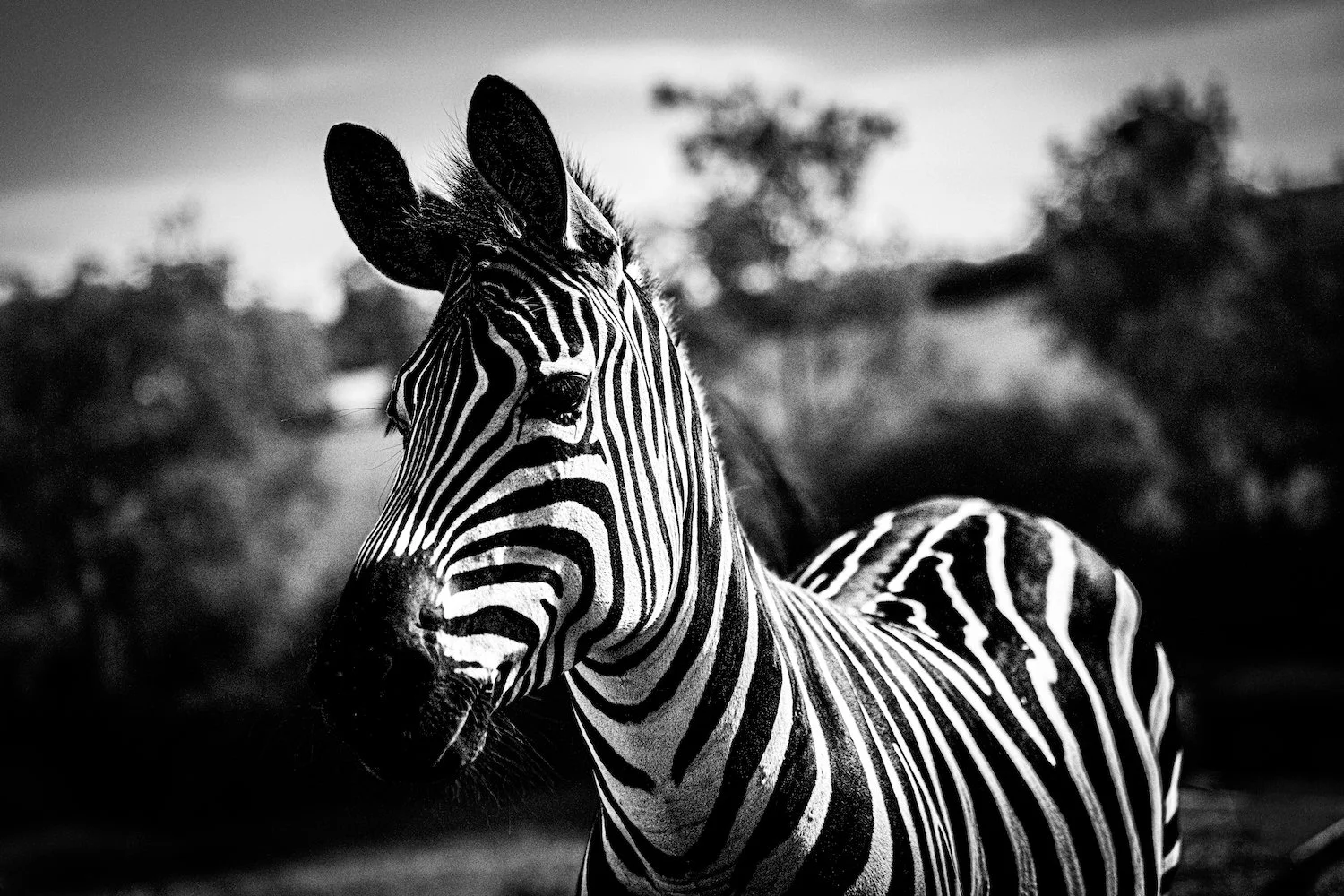 Zebra-63.jpeg