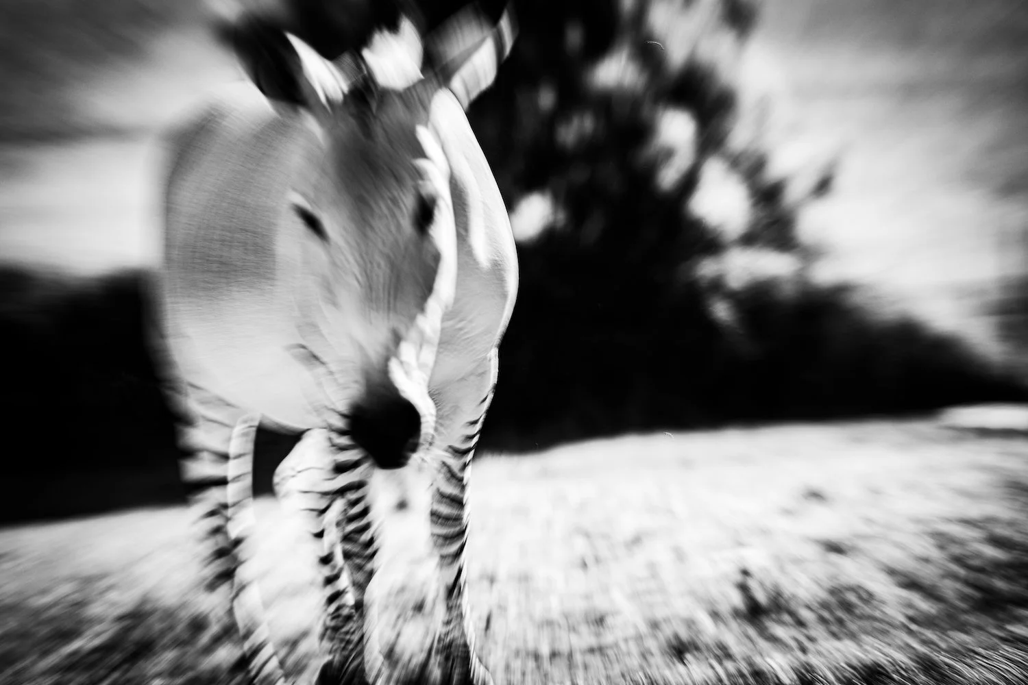 Zebra-69.jpeg
