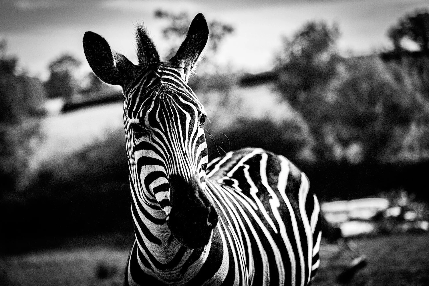 Zebra-64.jpeg