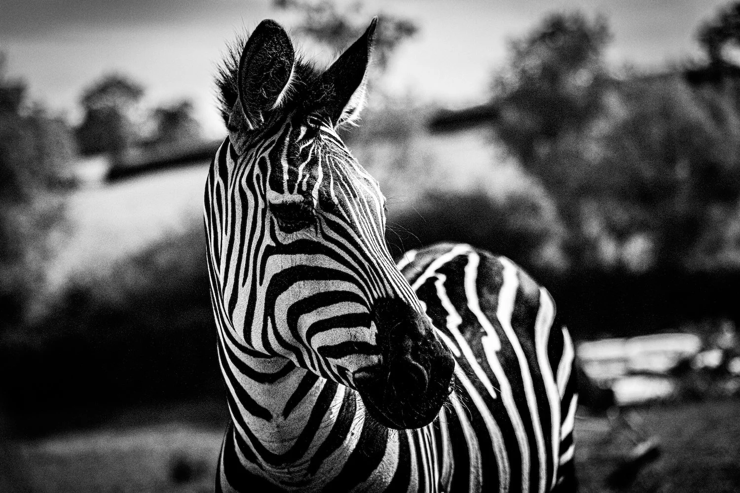 Zebra-65.jpeg