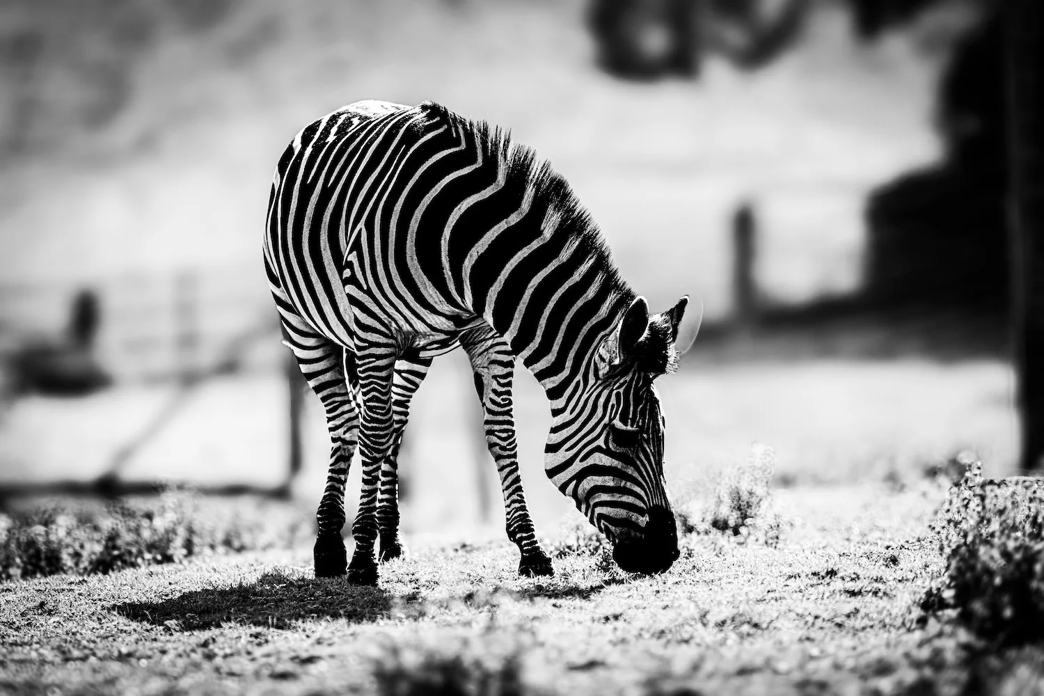 Zebra-72.jpeg