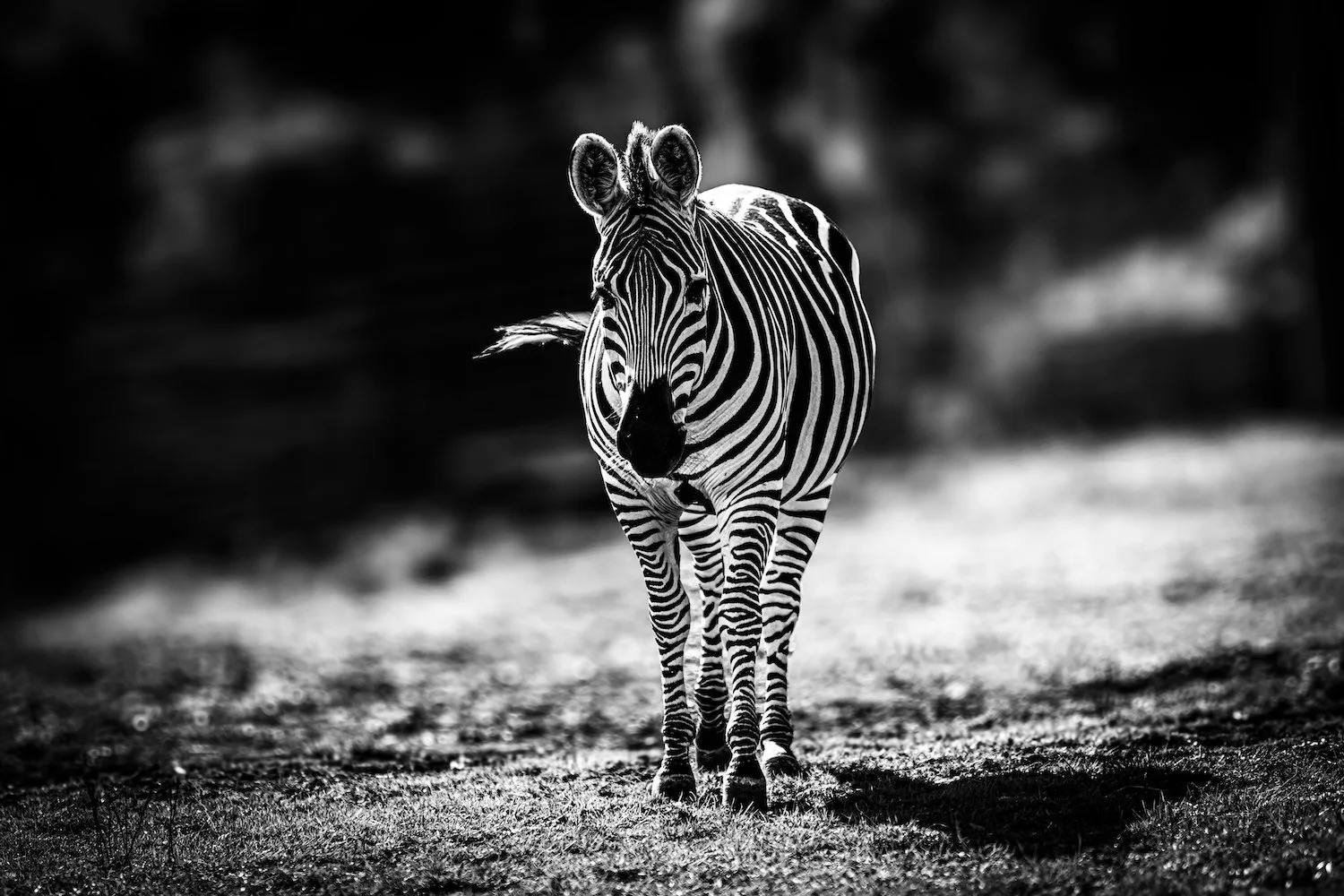 Zebra-75.jpeg