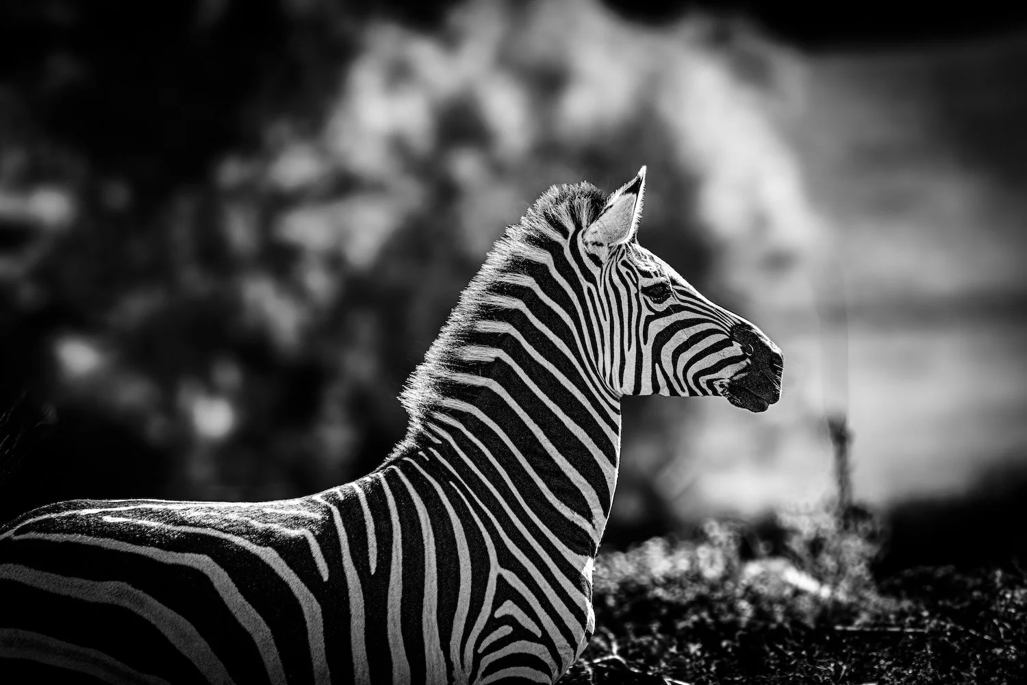 Zebra-76.jpeg