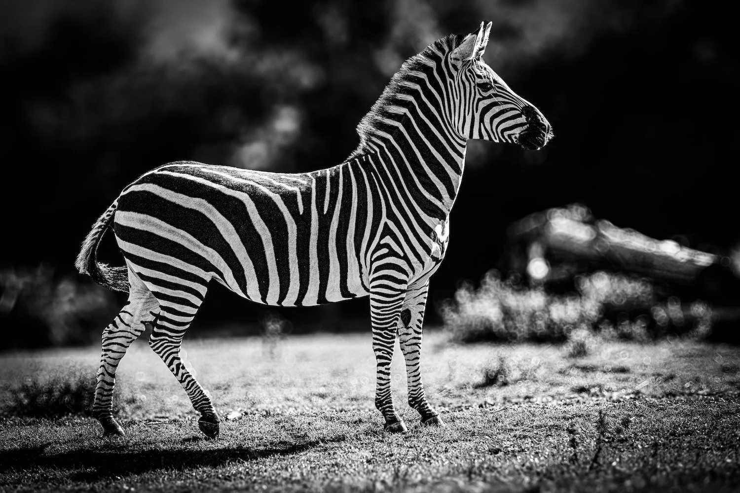 Zebra-77.jpeg