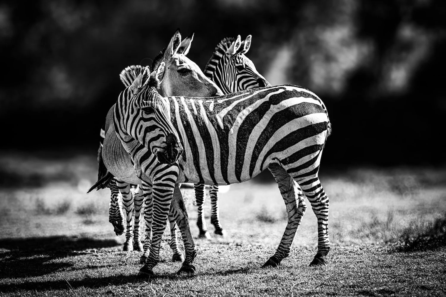 Zebra-78.jpeg