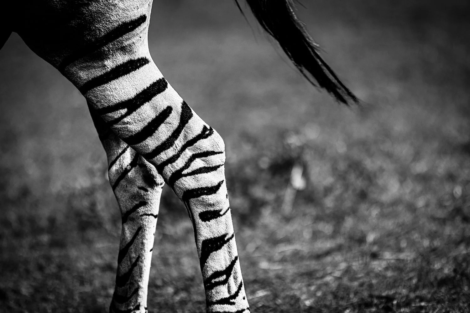 Zebra-84.jpeg