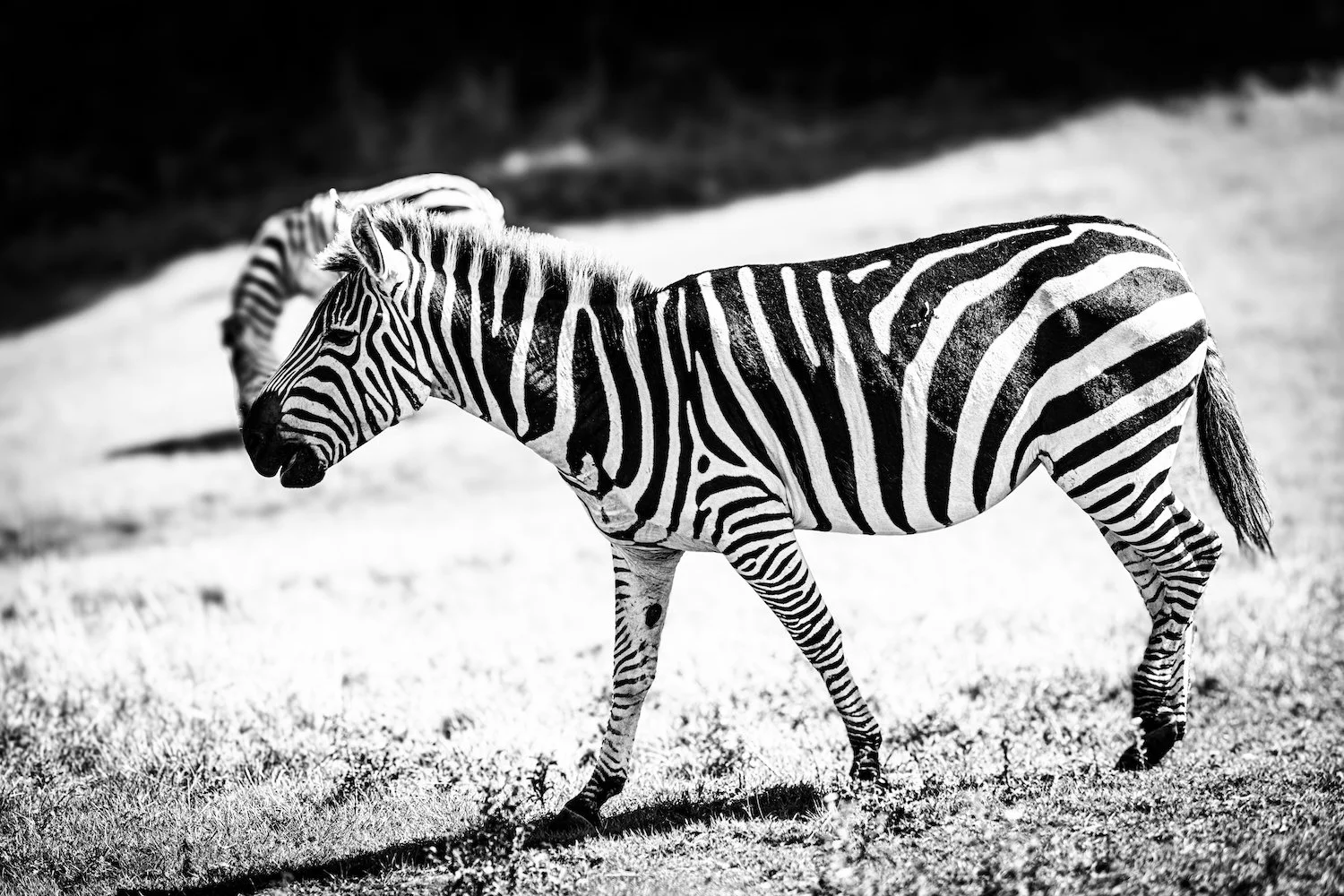 Zebra-86.jpeg