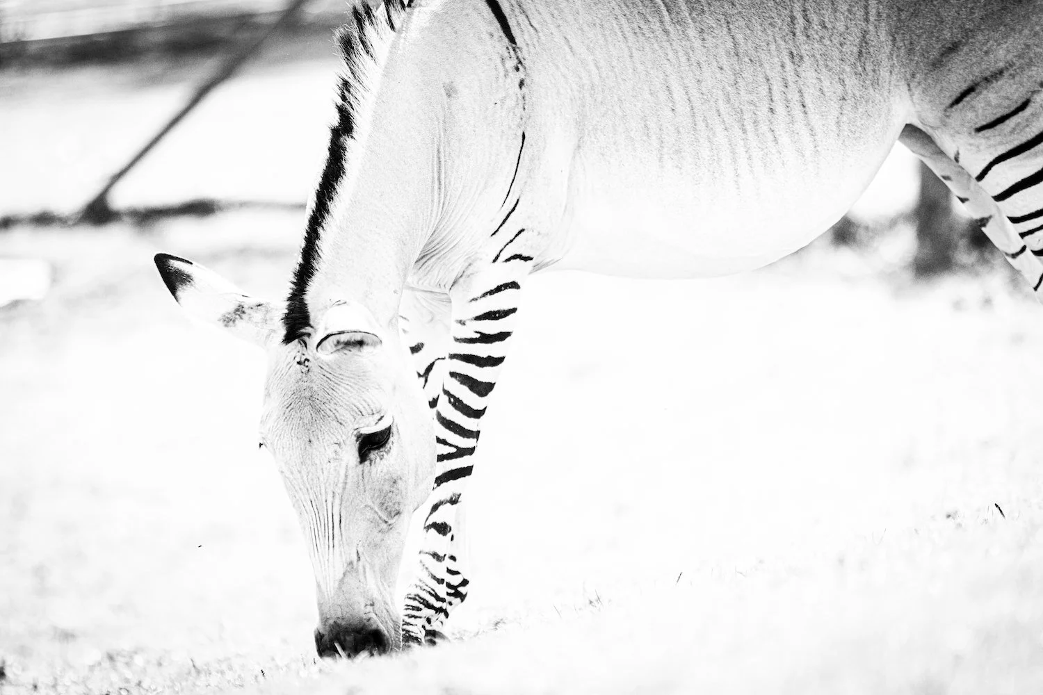 Zebra-87.jpeg