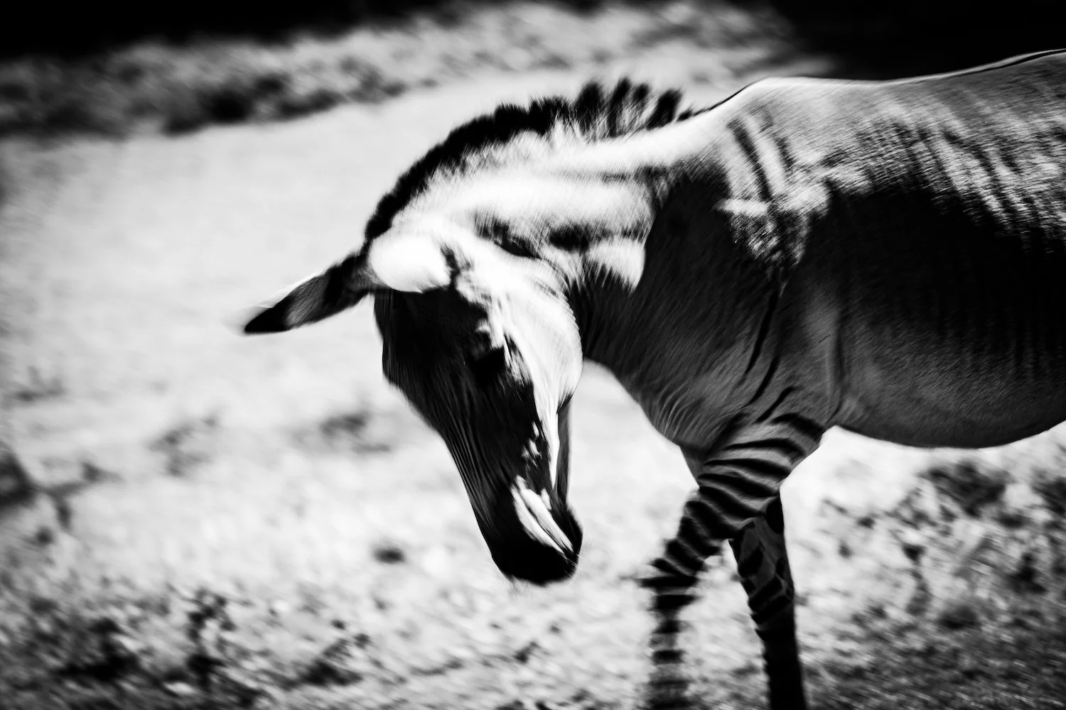 Zebra-94.jpeg