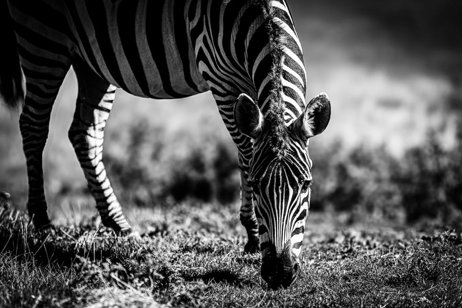Zebra-97.jpeg
