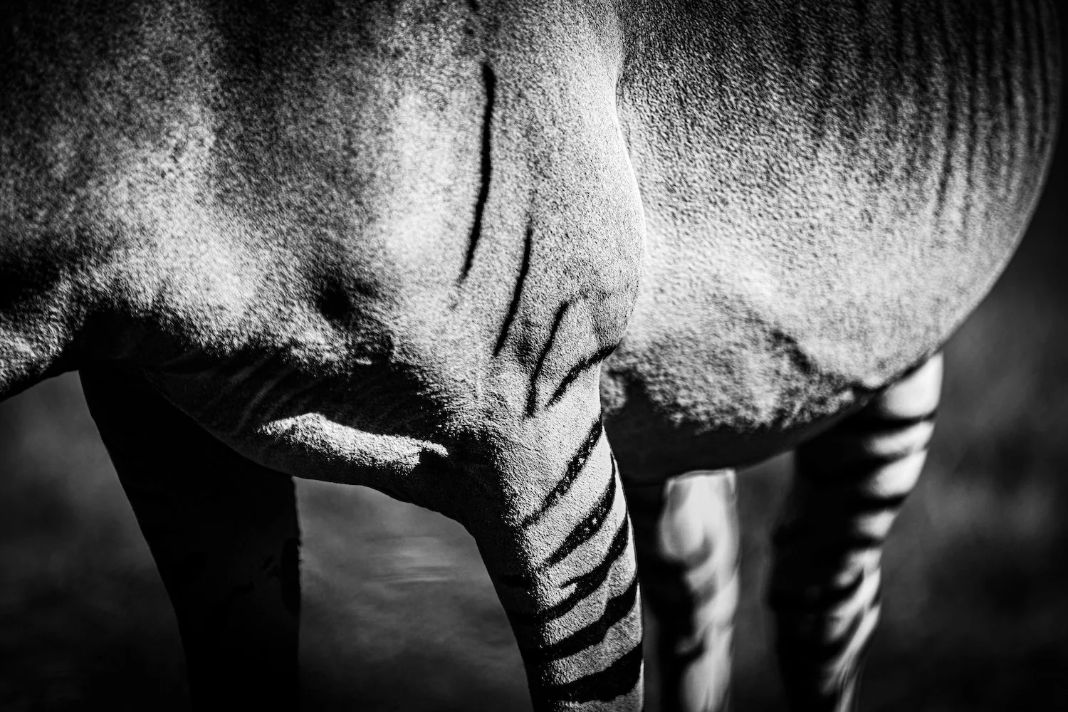 Zebra-98.jpeg