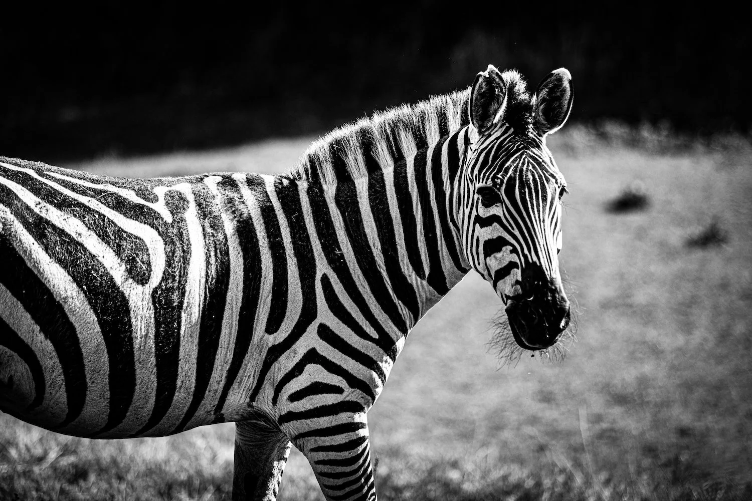 Zebra-106.jpeg